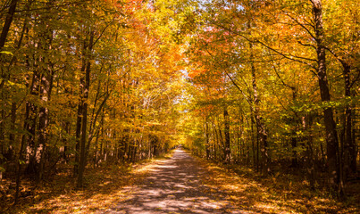 Path in a Canadian forest during a beautiful Indian summer - obrazy, fototapety, plakaty