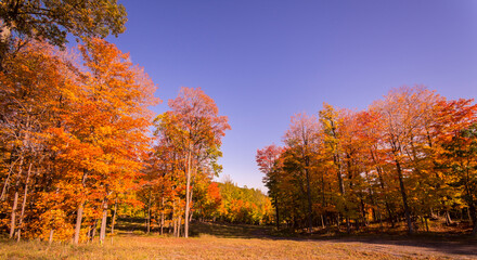 Path in a Canadian forest during a beautiful Indian summer