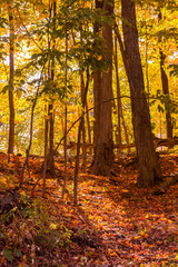 Fototapeta na wymiar Landscape in a Canadian forest during a beautiful Indian summer