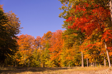 Obraz premium Path in a Canadian forest during a beautiful Indian summer