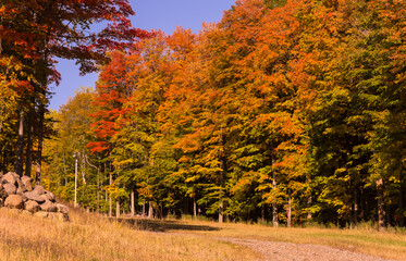 Path in a Canadian forest during a beautiful Indian summer
