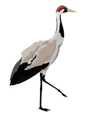 Gray crane. Realistic vector wild bird