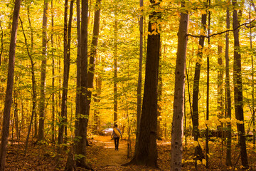 A man walking on a path in a Canadian forest during a beautiful Indian summer