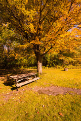 Picnic table in the meadow under the shadow of a tree surrounded by a Canadian forest during the Indian summer