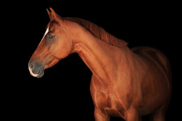 Fototapeta na wymiar Red horse portrait black background