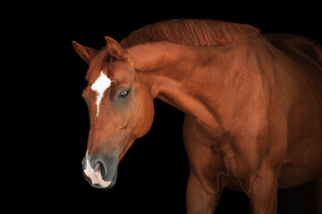 Fototapeta premium Portrait horse black background