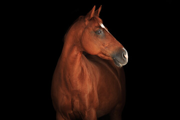 Portrait horse black background