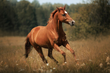 Red horse gallop
