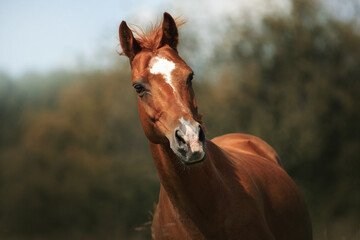 Red horse gallop