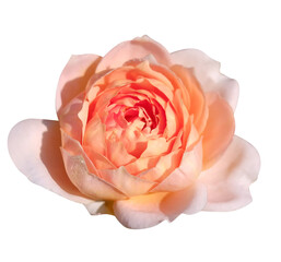 Apicot rose fresh isolated on white,PNG