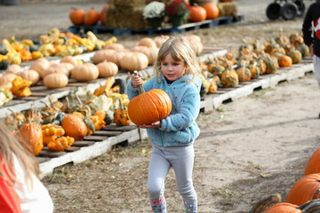 little girl carrying pumpkin in pumpkin patch in the fall