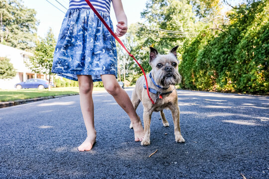 faceless image of girl and dog wearing dress standing on pavement