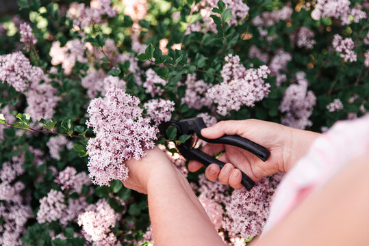 Close Up Woman Cutting Lilac Flowers Off Of Lilac Shrub With Pruners.