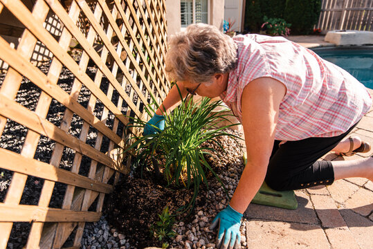 Older woman kneeling to plant a perennial plant in a backyard garden.