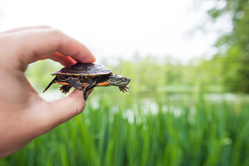 Conservation biologist holds a Western Painted Turtle