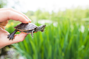 Western Painted Turtle in the hands of a biologist.