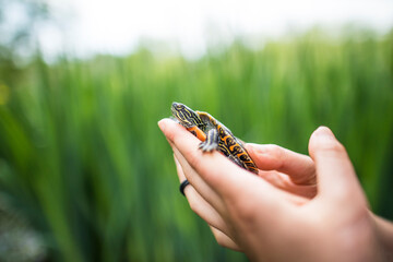 Side view of a biologist holding a Western Painted Turtle