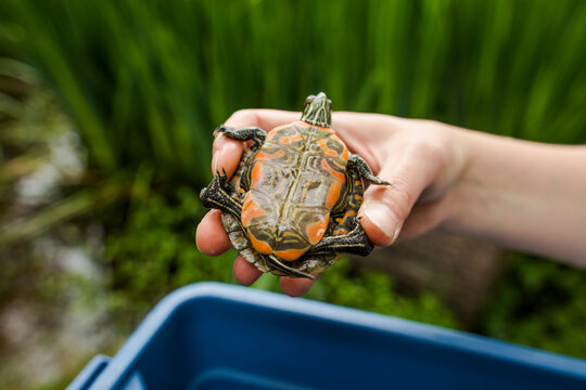Underside of a Western Painted Turtle.