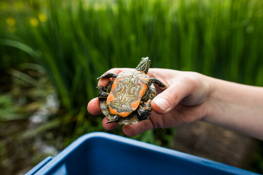 Biologist holds a Western Painted Turtle prior to release