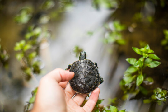 High angle of a researcher releasing a Western Painted Turtle