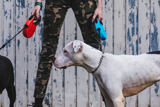 Dogo argentino - argentinian young dog on walk