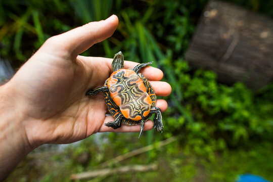 Biologist exposes the colorful underside of a Western Painted Turtles