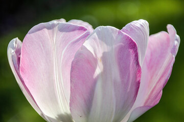Obraz na płótnie Canvas magnolia flower in spring