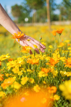 Woman holding wild blossom flowers