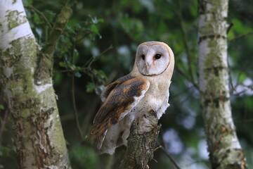 Magnificent Barn Owl perched on a branch. (Tyto alba) . Western barn owl in the nature habitat.