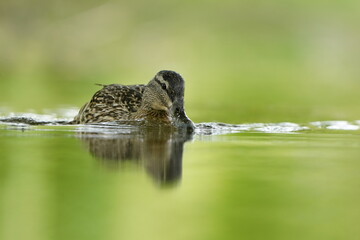 Beautiful portrait of a female mallrad. Wild duck in the nature habitat. Anas platyrhynchos