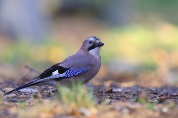 Eurasian jay sitting on the ground. (Garrulus glandarius)Bird in the nature habitat. Wildlife scene from nature.