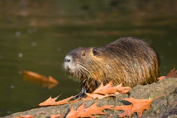 Coypu (Myocastor coypus) in the nature habitat. nutria sitting in the water.