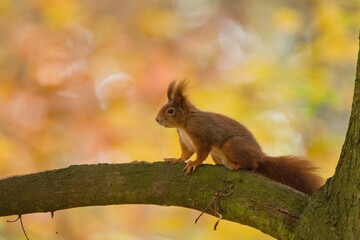 A cute european red squirrel resting on the tree. Autumn scene with a cute animal. Sciurus vulgaris