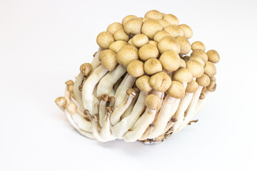 brown beech mushrooms on white background. Shimeji mushroom.