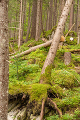 Die Landschaft von Südtirol