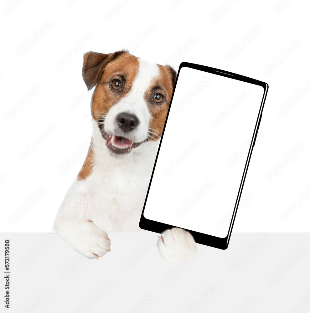 Poster jack russell terrier puppy holds big smartphone with white blank screen in it paw, showing close to 