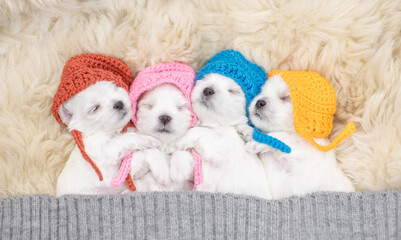Four tiny white lapdog puppies wearing warm hats sleep on a bed at home. Top down view
