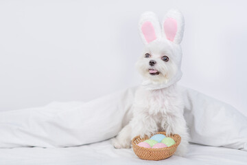 Funny Maltese puppy wearing easter rabbits ears sits with  basket of painted eggs on a bed under...