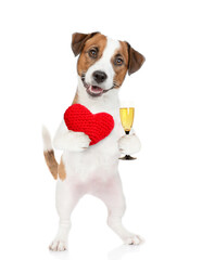 Happy Jack Russel Terrier puppy holds the red heart and glass of champagne. isolated on white background