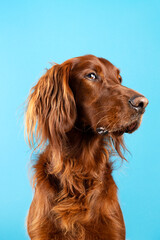 Funny studio portrait of cute smilling puppy dog Irish setter isolated on blue background. Pet care and animals concept.