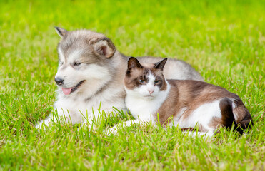 Friendly Alaskan Malamute puppy and siamese cat lying together on green summer grass