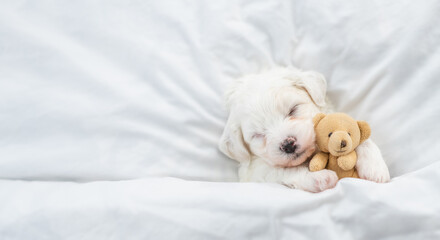 Tiny Bichon Frise puppy sleeps under  white blanket on a bed at home. Top down view. Empty space for text