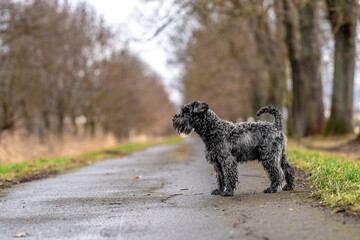 small black schnauzer on a walk on an alley in the park