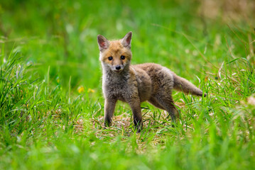 Cute Red Fox, Vulpes vulpes in fall forest. Beautiful animal in the nature habitat. Wildlife scene from the wild nature. Red fox running in orange autumn leaves