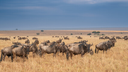 Obraz na płótnie Canvas Wildebeest migration, Serengeti National Park, Tanzania, Africa
