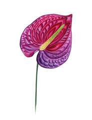 Anthurium flower watercolor illustration. Hand drawn bud of a tropical plant in magenta color. Botanical realistic drawing for any design.