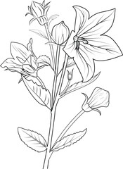 Flowers coloring pages, book, Vector Sketch Virginia bluebells drawing, Hand drawn bellflower drawing, collection of botanical leaf bud illustration engraved ink art style.