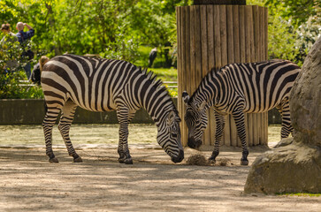 Fototapeta na wymiar Zoo - Zebra