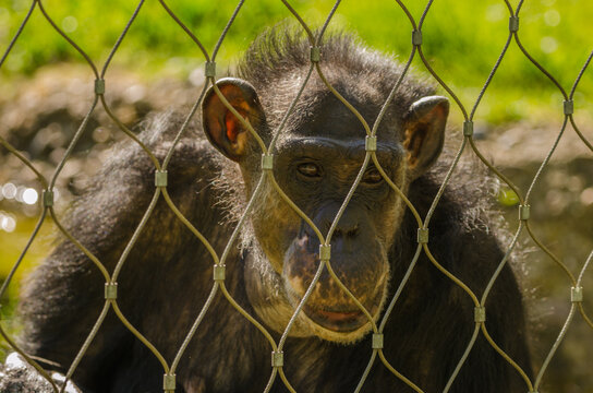Zoo - Affee hinter Gitter