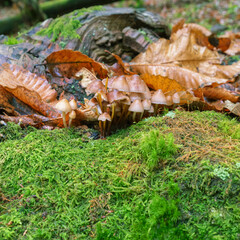 Colony of fungi growing on the moss in a forest in Lugo Galicia